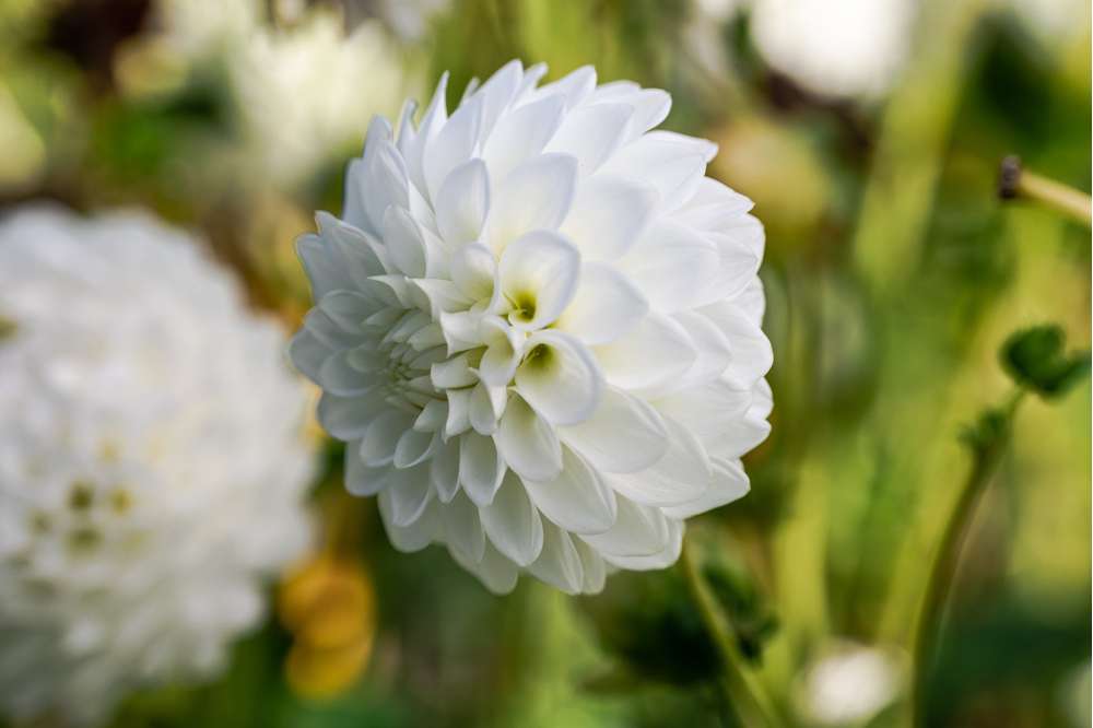 Dahlia 'Petra’s Wedding'